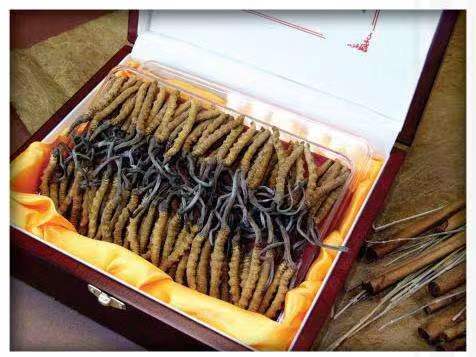 姜堰冬虫夏草回收